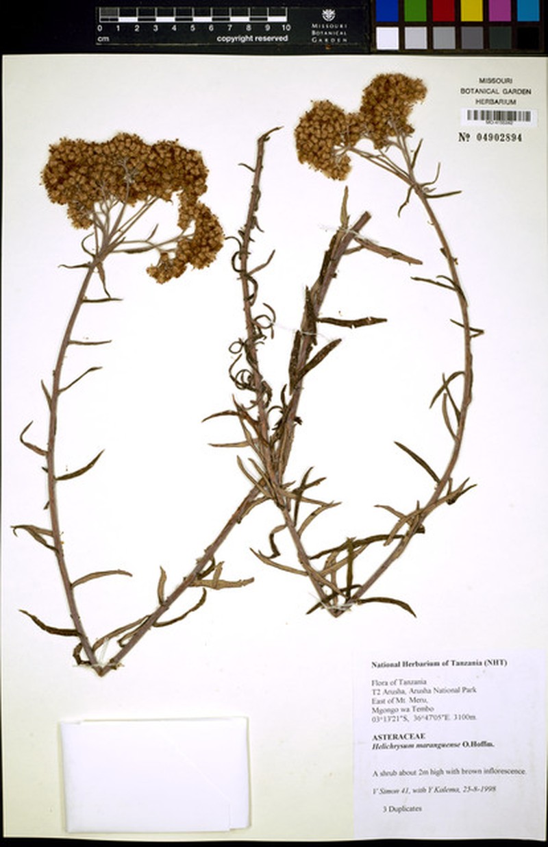 Helichrysum maranguense