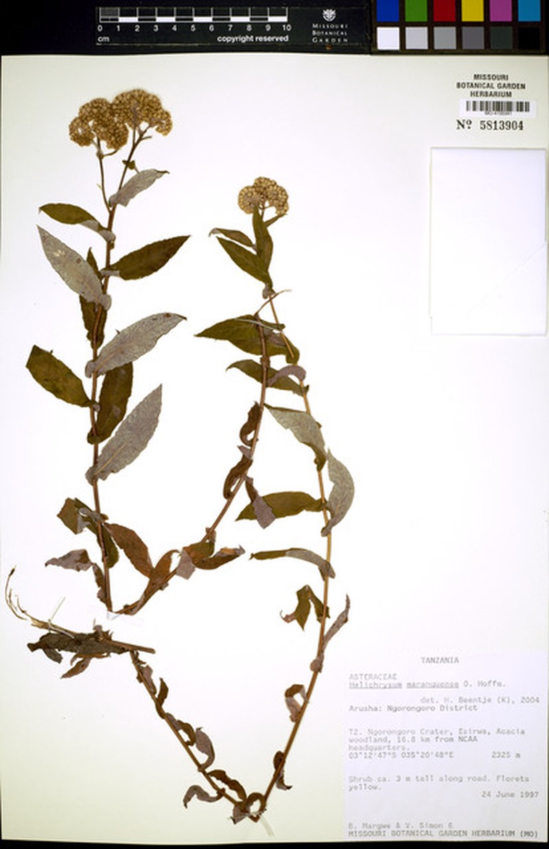 Helichrysum maranguense photo 2