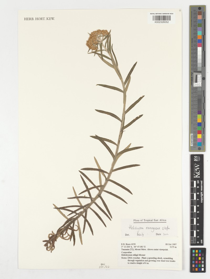 Helichrysum maranguense photo 4