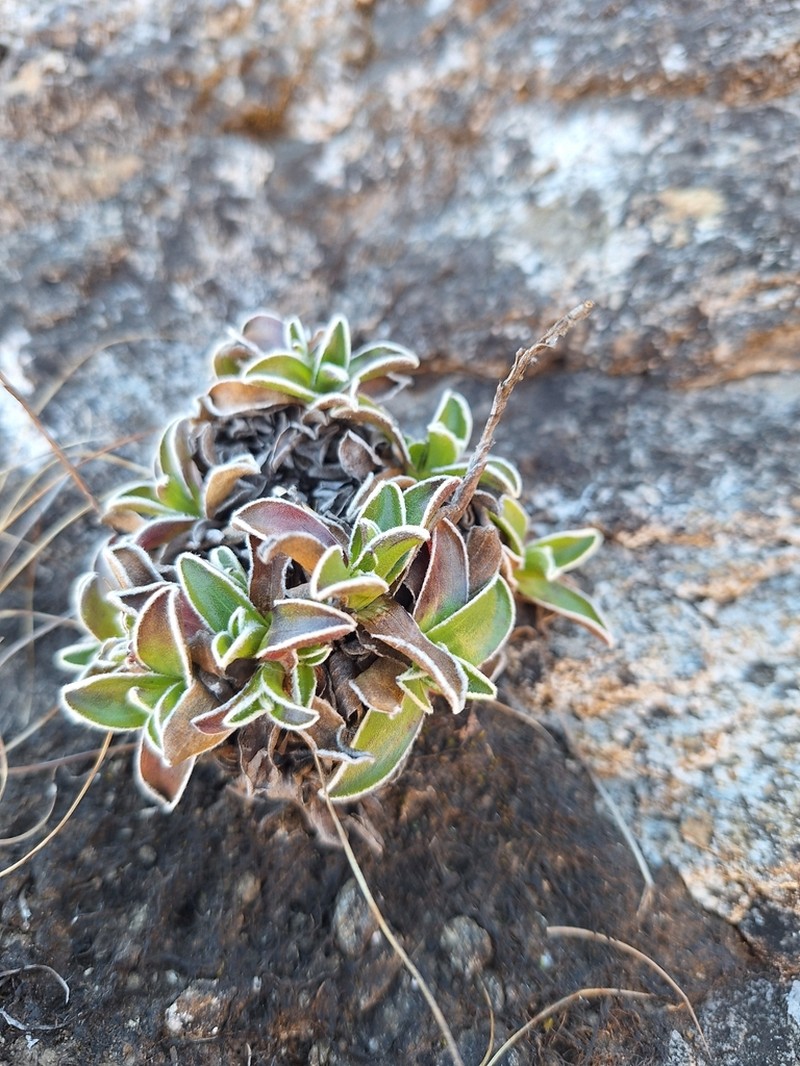 Helichrysum marginatum