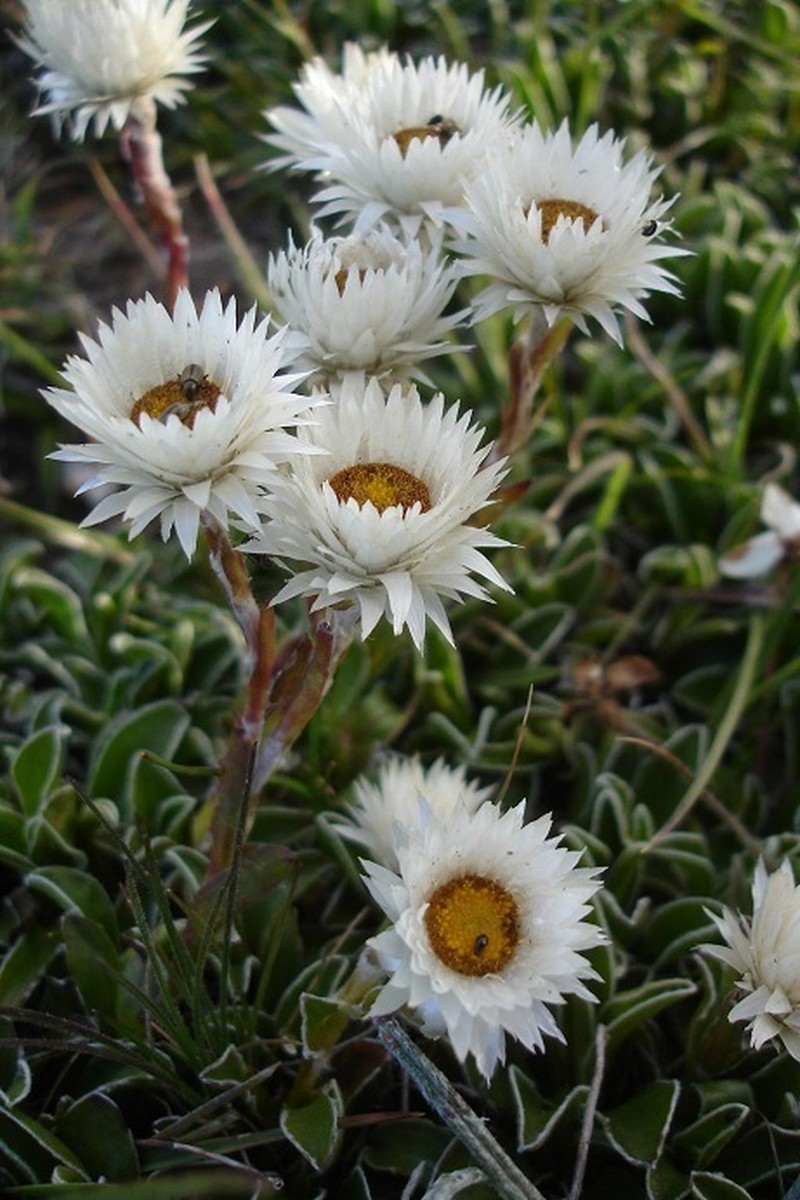 Helichrysum marginatum photo 2