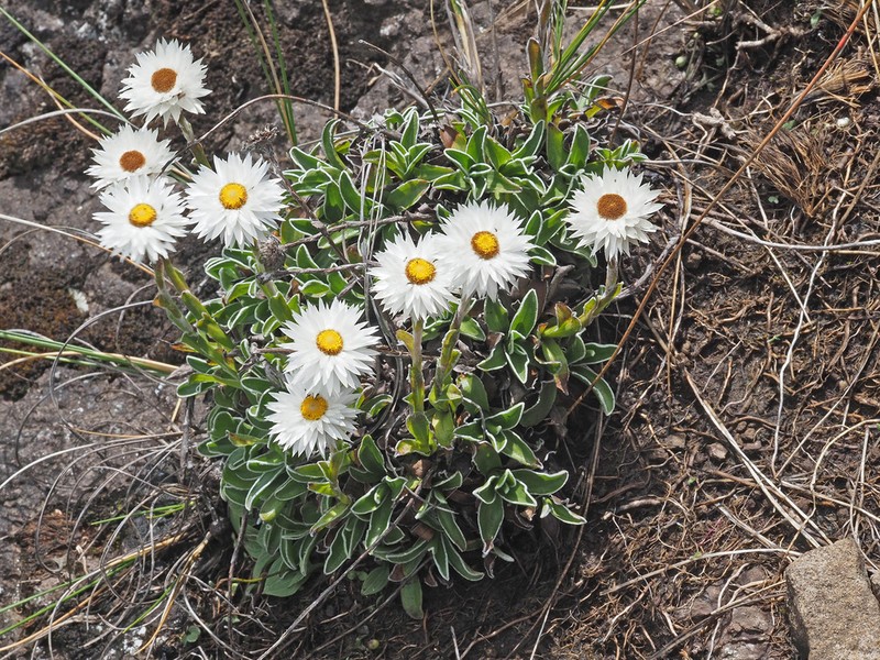 Helichrysum marginatum photo 3