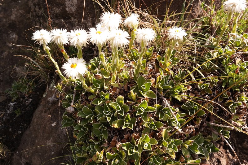 Helichrysum marginatum photo 4