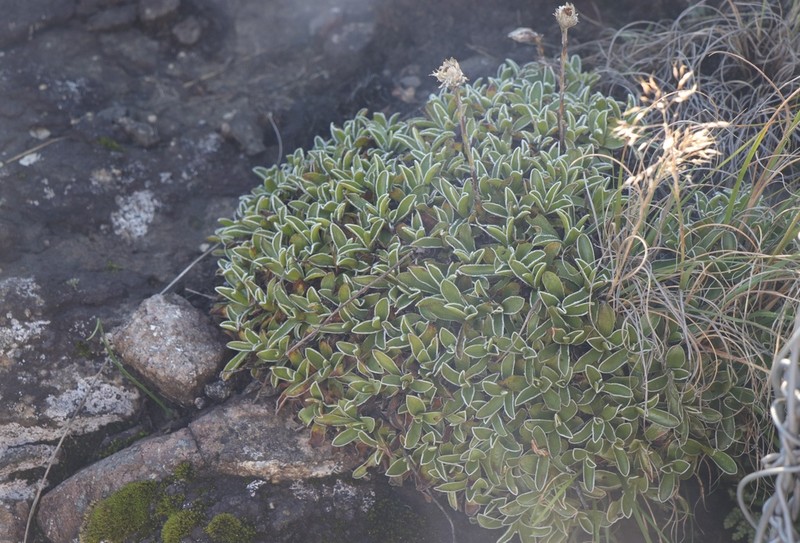 Helichrysum marginatum photo 5