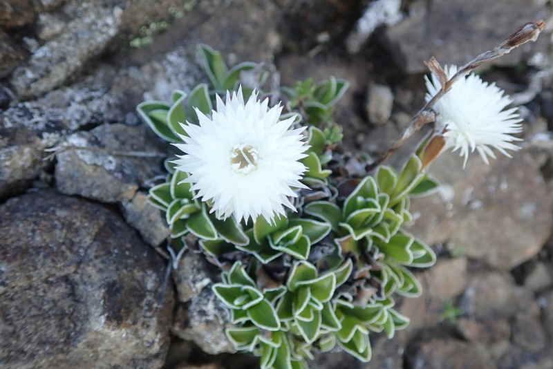 Helichrysum marginatum photo 6