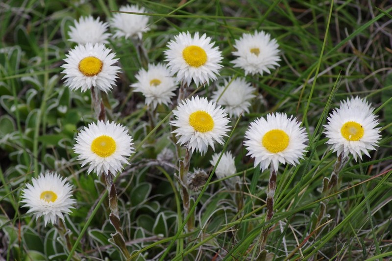 Helichrysum marginatum photo 7