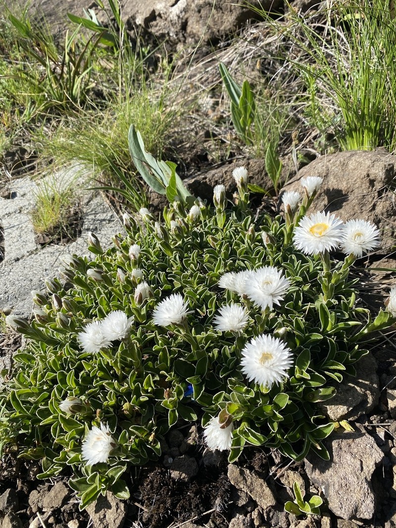 Helichrysum marginatum photo 8