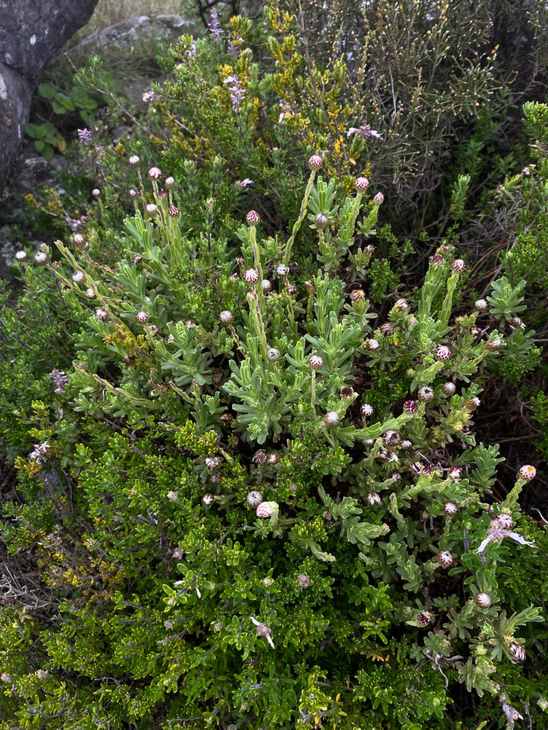 Helichrysum mariepscopicum