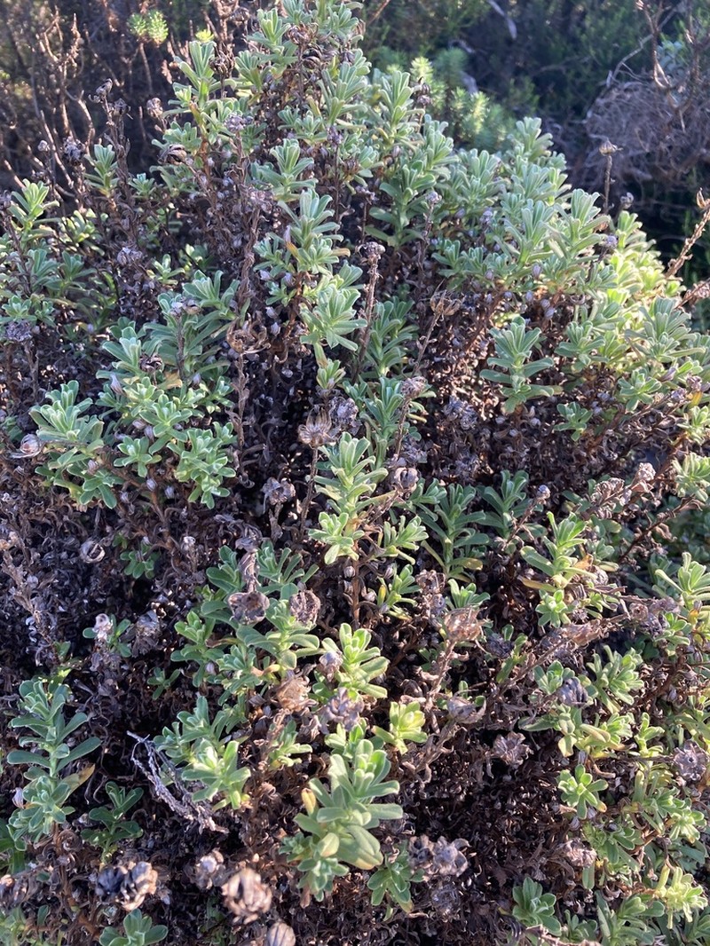Helichrysum mariepscopicum photo 2