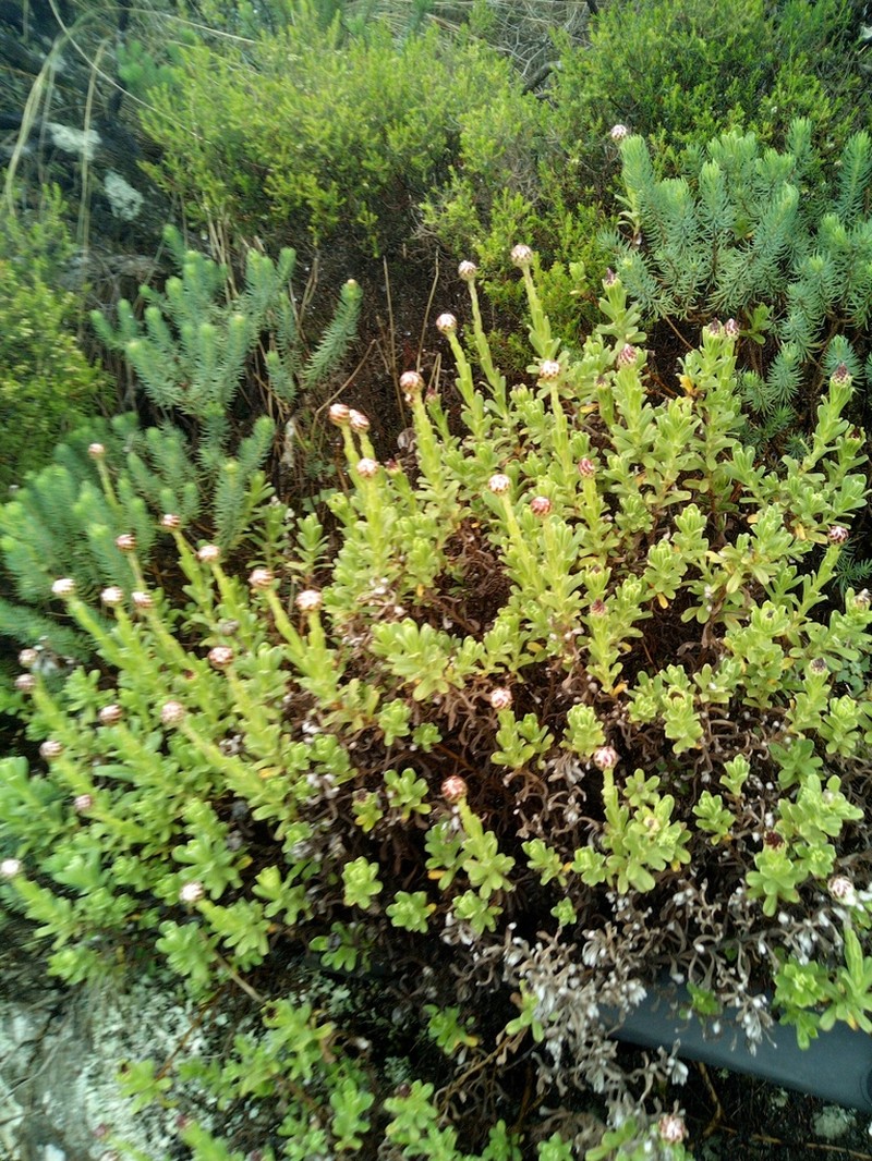 Helichrysum mariepscopicum photo 3