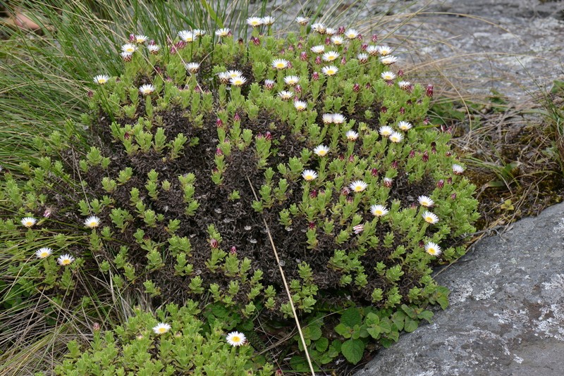 Helichrysum mariepscopicum photo 4