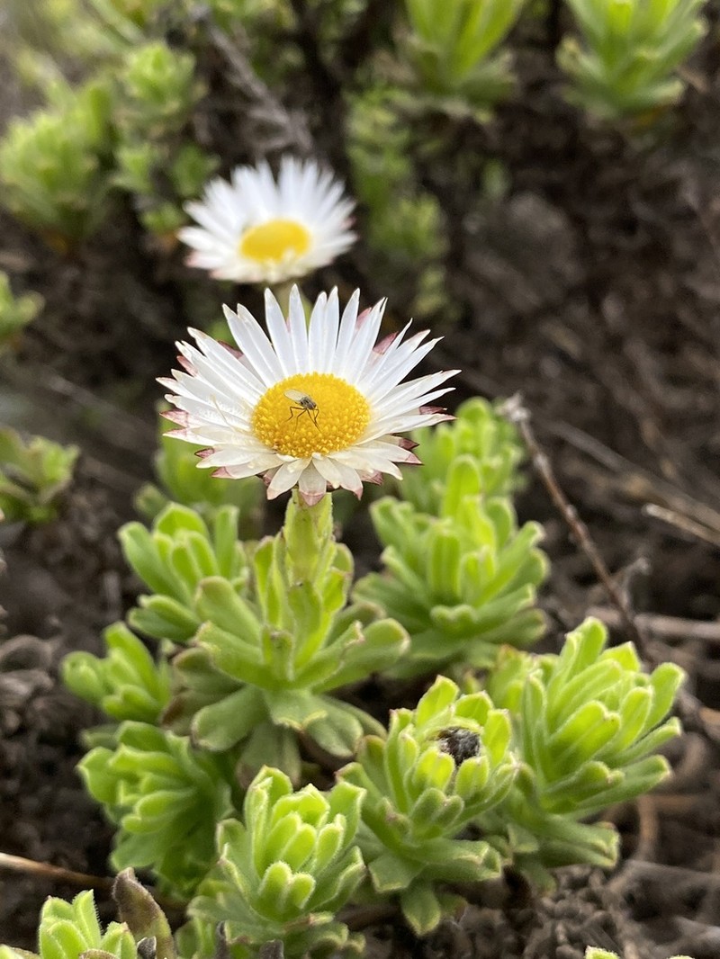 Helichrysum mariepscopicum photo 5