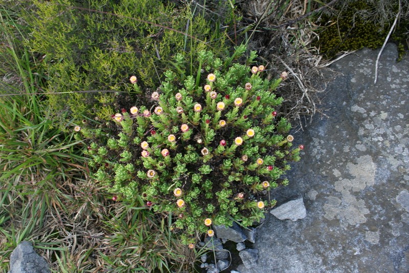 Helichrysum mariepscopicum photo 6