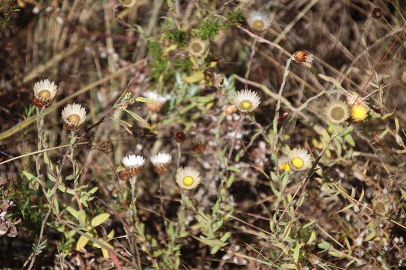Helichrysum mariepscopicum photo 7