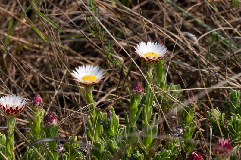 Helichrysum mariepscopicum photo 8
