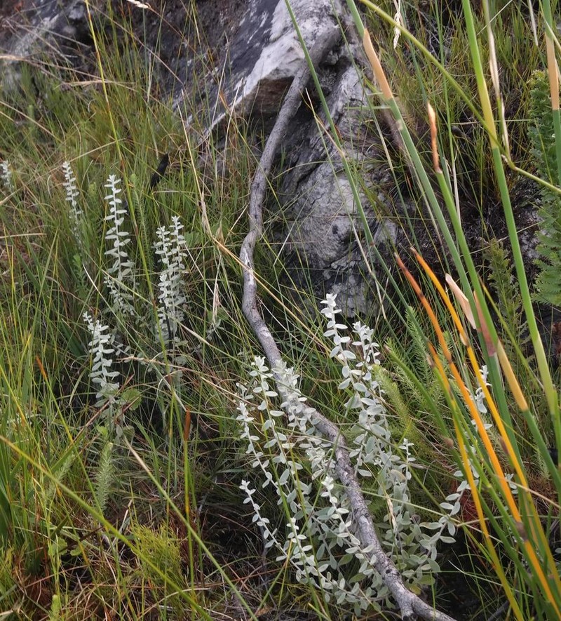 Helichrysum marifolium photo 3