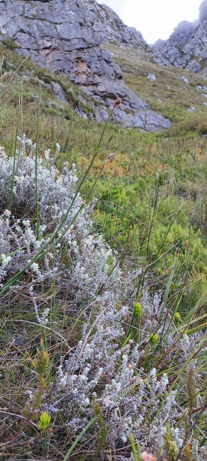 Helichrysum marifolium photo 4