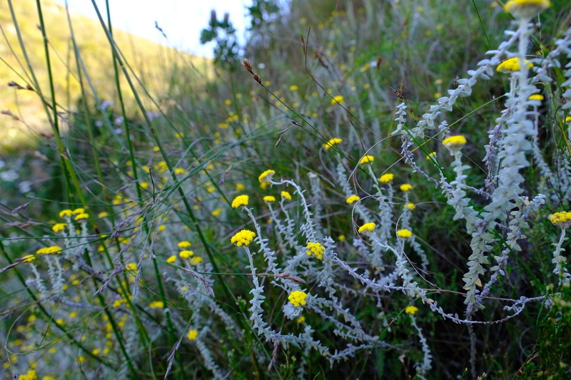 Helichrysum marifolium photo 6