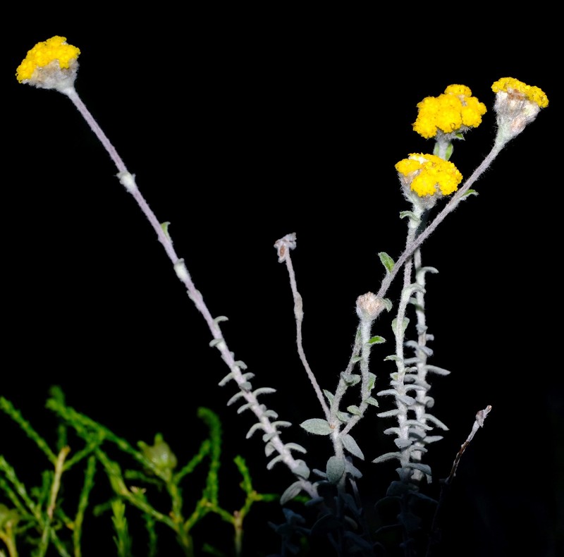 Helichrysum marifolium photo 7