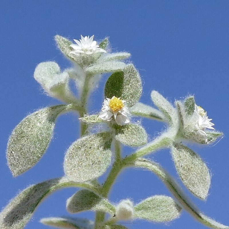 Helichrysum marlothianum photo 2