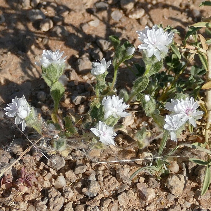 Helichrysum marlothianum photo 4