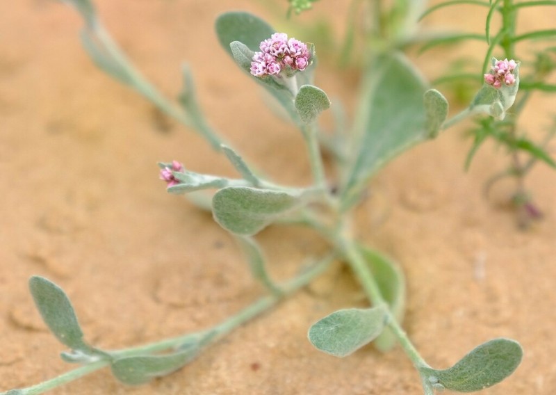 Helichrysum marmarolepis