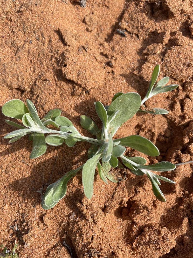 Helichrysum marmarolepis photo 2