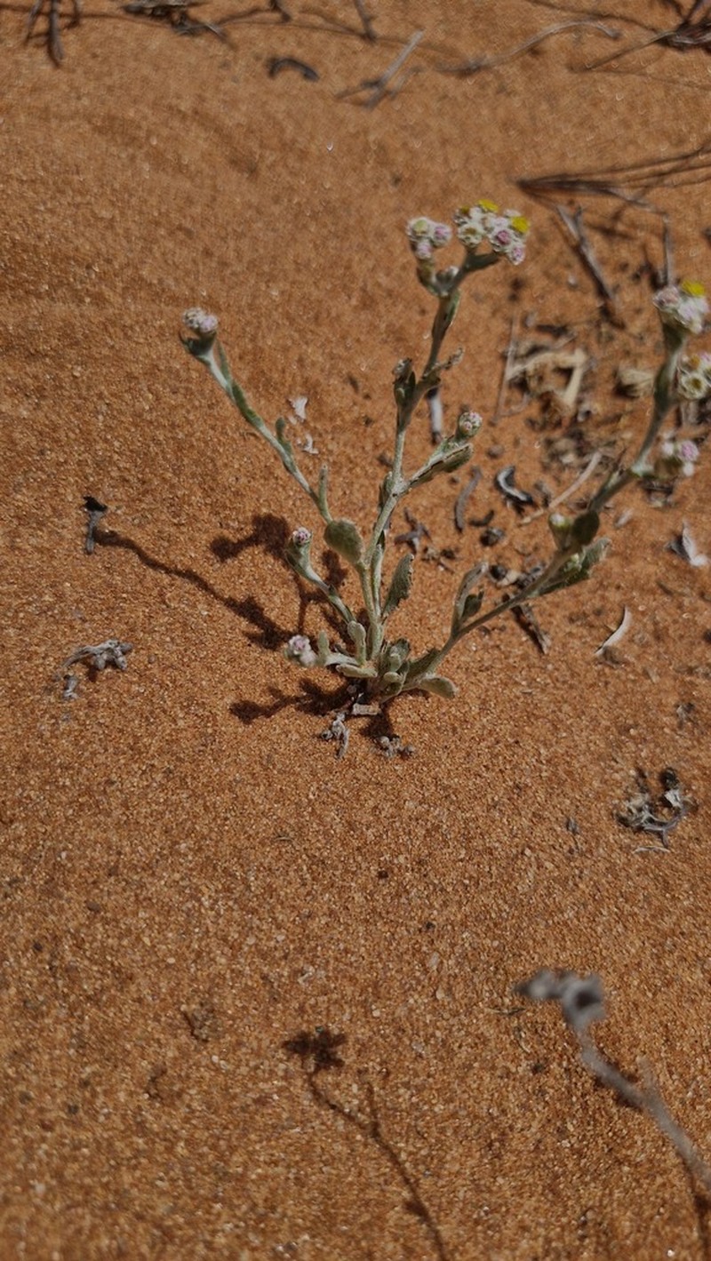 Helichrysum marmarolepis photo 3