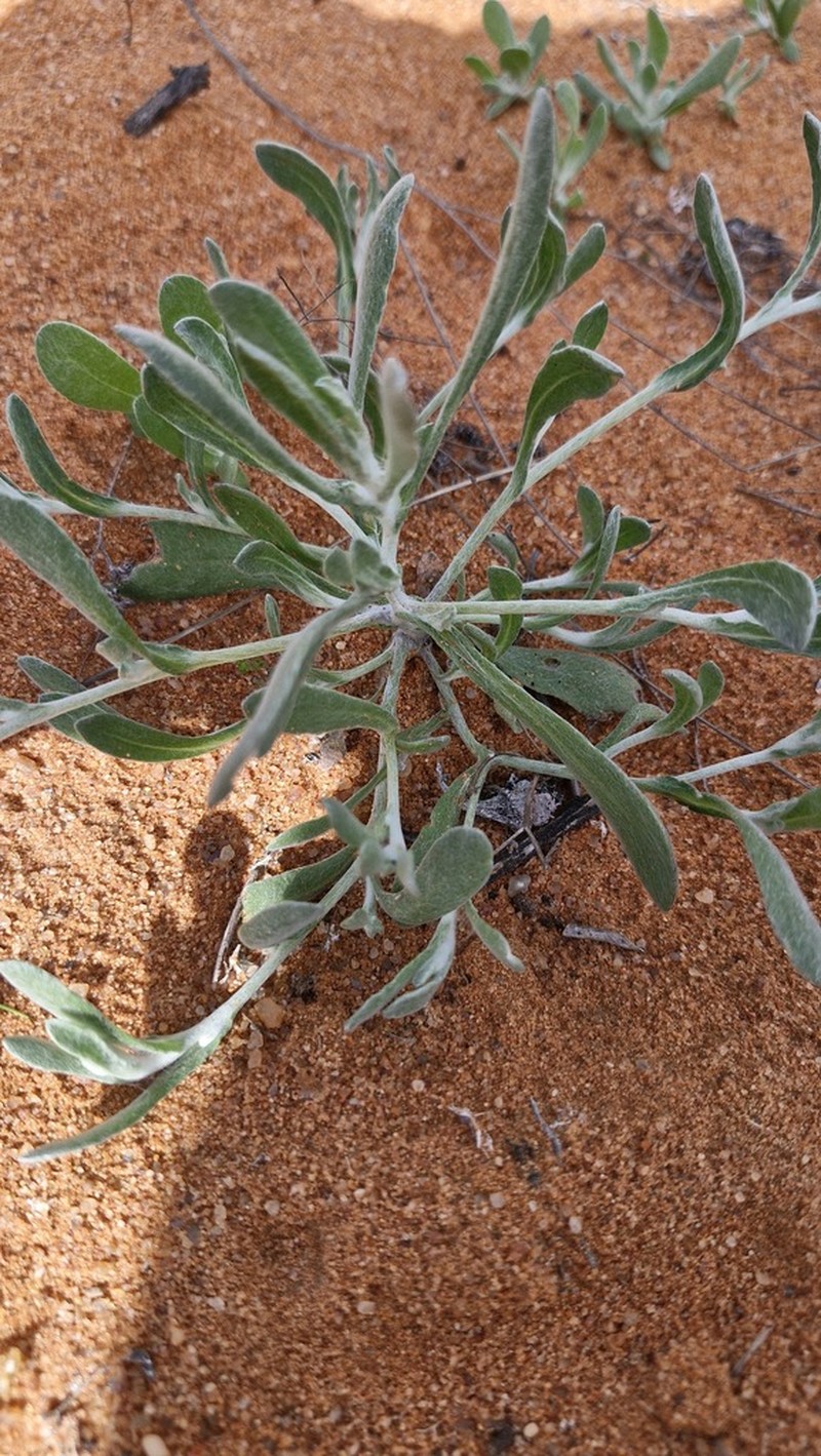 Helichrysum marmarolepis photo 4