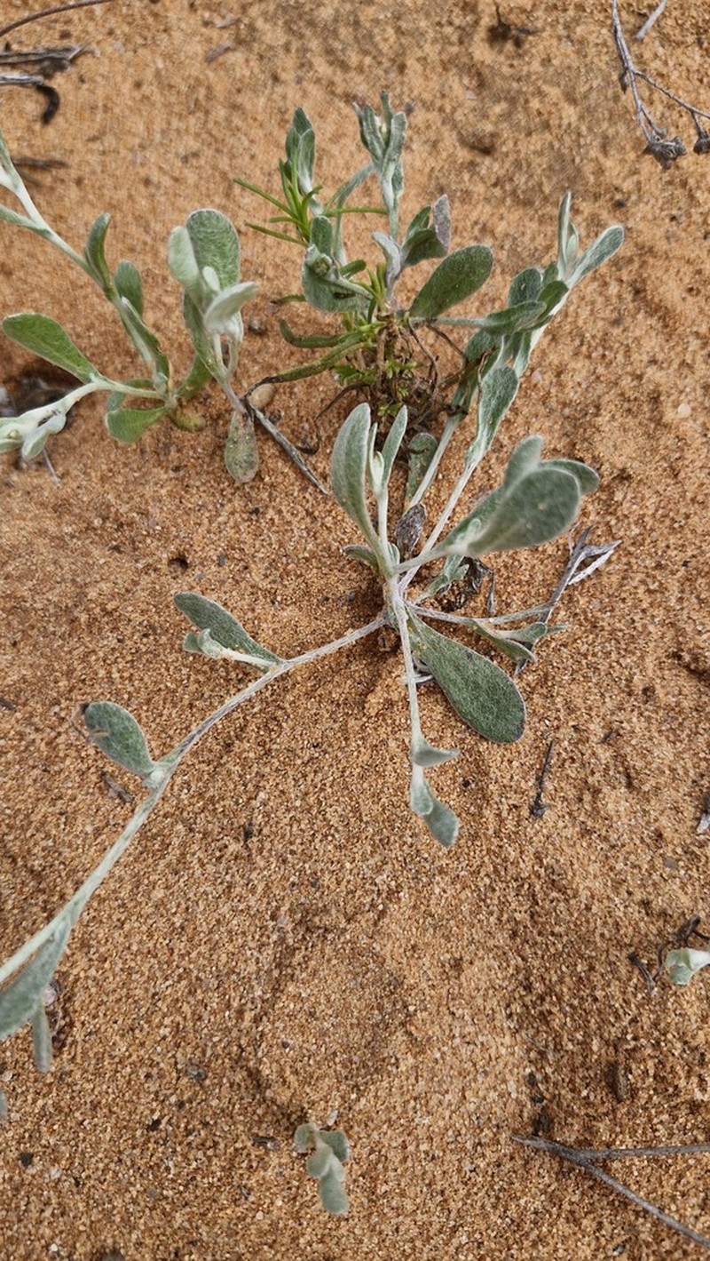 Helichrysum marmarolepis photo 5