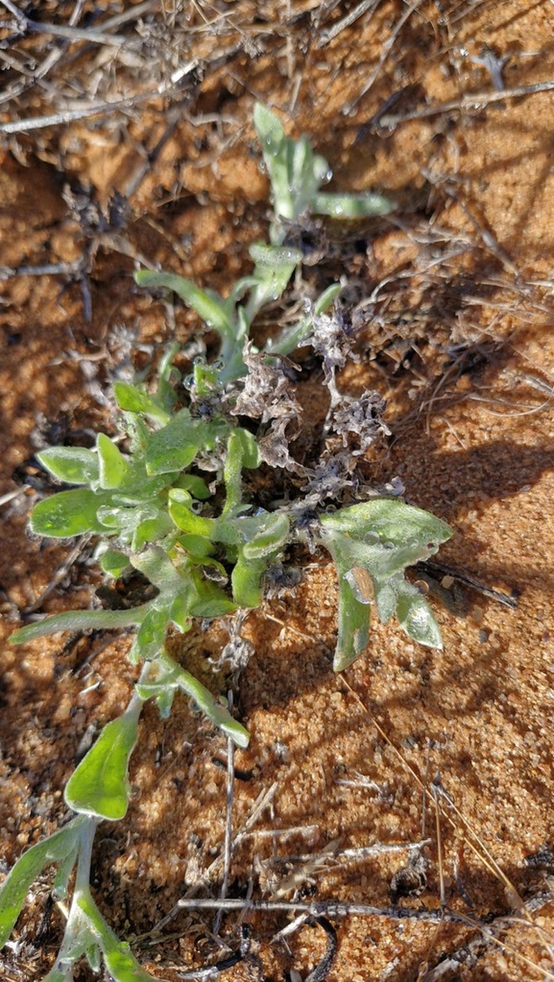 Helichrysum marmarolepis photo 6