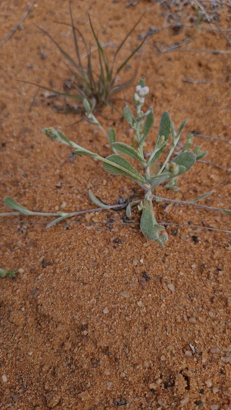 Helichrysum marmarolepis photo 8