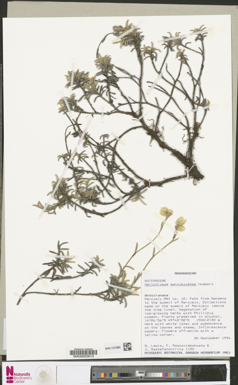 Helichrysum marojejyense