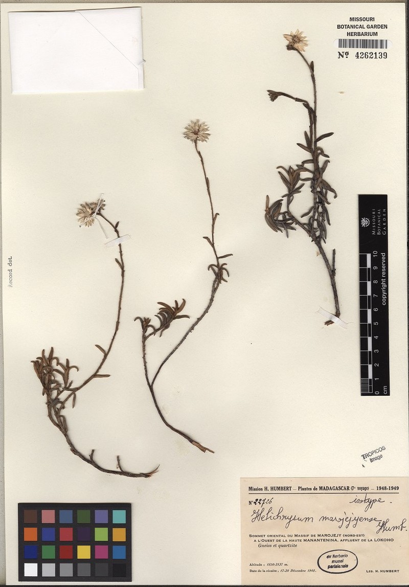 Helichrysum marojejyense photo 3