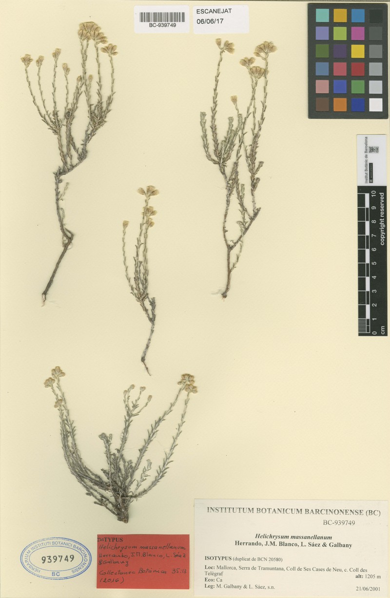 Helichrysum massanellanum