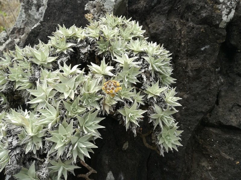 Helichrysum mauritianum