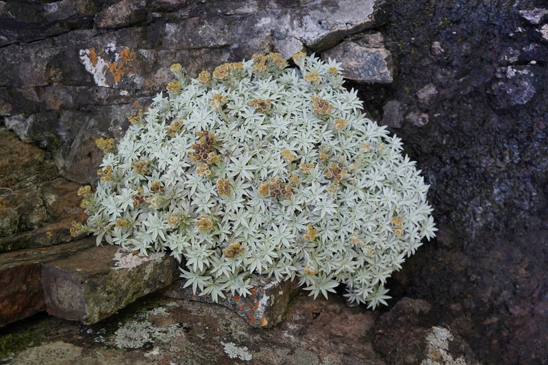 Helichrysum mauritianum photo 2