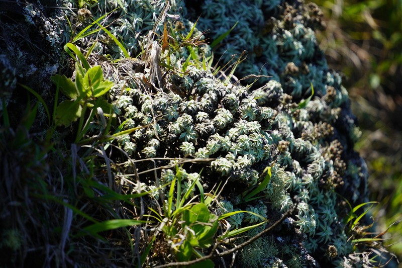 Helichrysum mauritianum photo 3