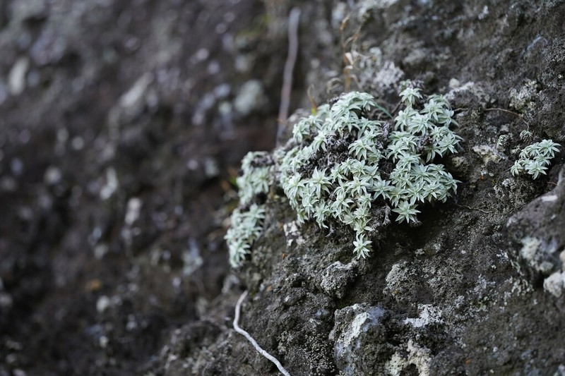 Helichrysum mauritianum photo 4