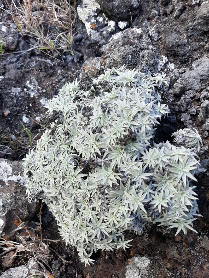Helichrysum mauritianum photo 5