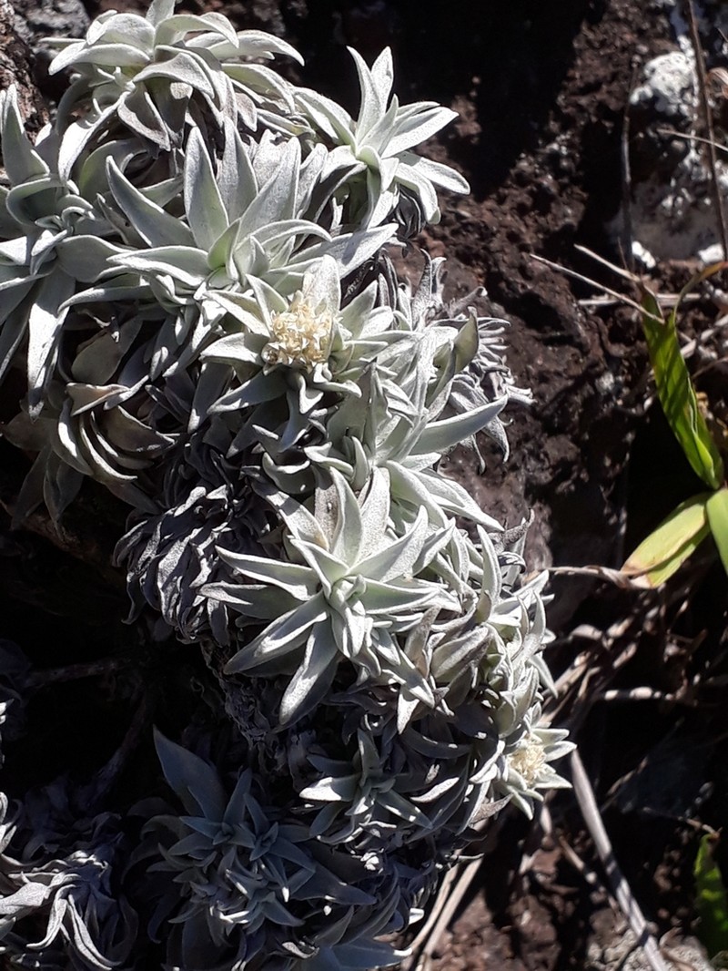 Helichrysum mauritianum photo 6
