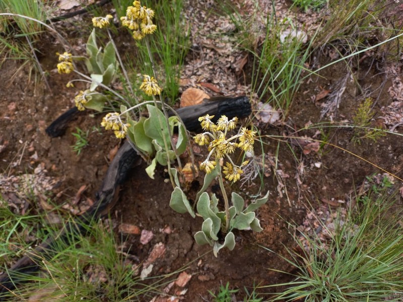 Helichrysum mechowianum