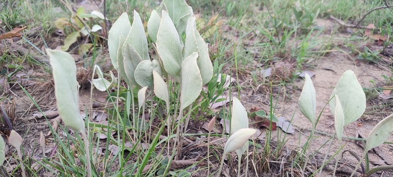 Helichrysum mechowianum photo 2