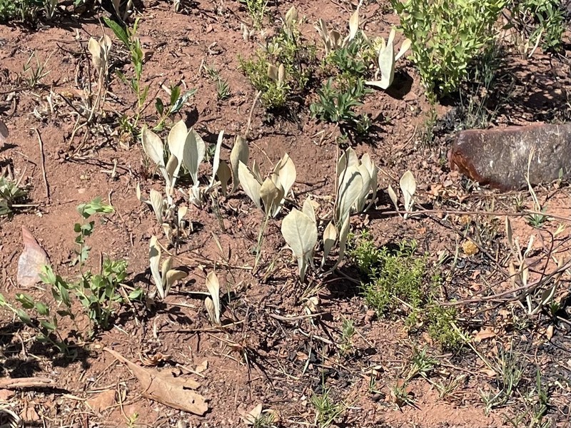 Helichrysum mechowianum photo 3