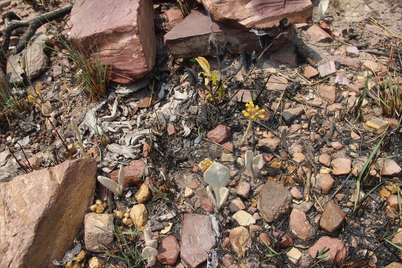 Helichrysum mechowianum photo 4