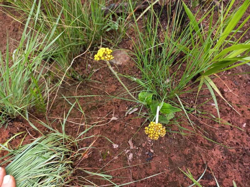 Helichrysum mechowianum photo 5