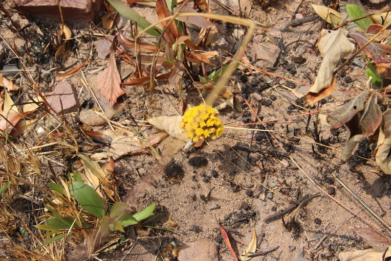 Helichrysum mechowianum photo 6