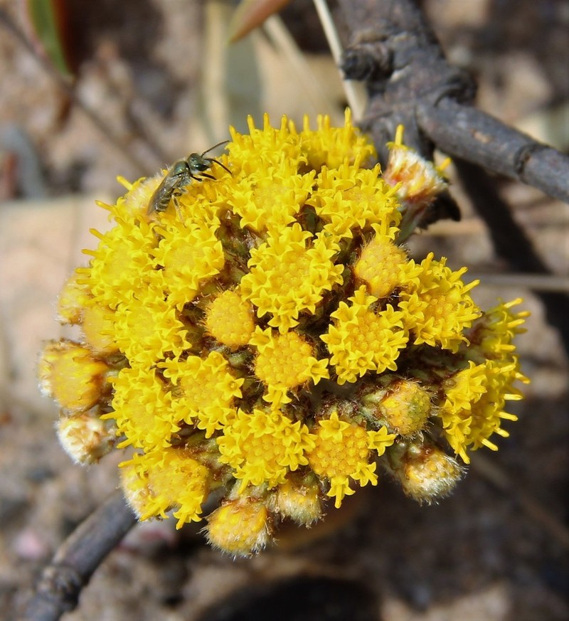 Helichrysum mechowianum photo 7