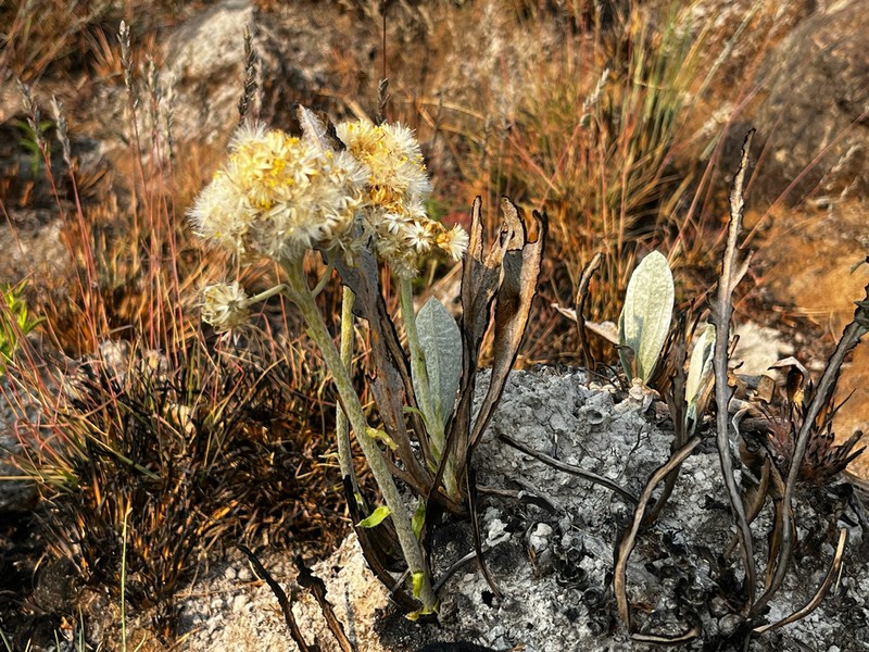 Helichrysum mechowianum photo 8