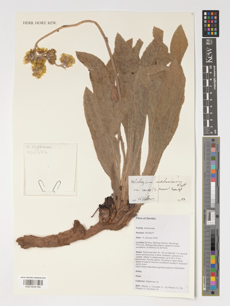 Helichrysum mechowianum var. ceres photo 2